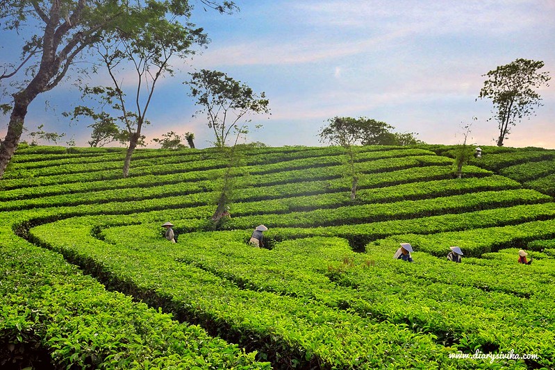 Kebun Teh